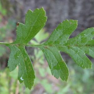 Photographie n°684684 du taxon Crataegus monogyna var. monogyna