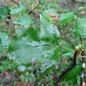 Photographie n°684693 du taxon Sorbus torminalis (L.) Crantz [1763]