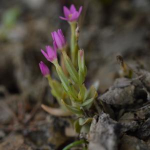 Photographie n°684699 du taxon Centaurium pulchellum (Sw.) Druce