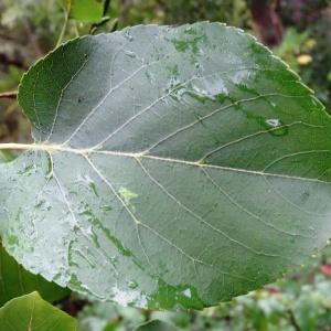 Photographie n°684700 du taxon Alnus cordata (Loisel.) Duby