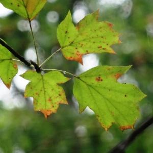 Photographie n°684715 du taxon Sorbus torminalis (L.) Crantz [1763]