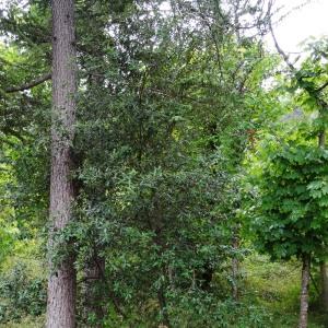 Photographie n°684728 du taxon Quercus ithaburensis subsp. macrolepis (Kotschy) Hedge & Yalt. [1981]