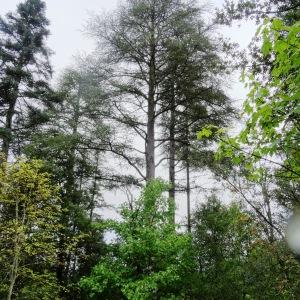 Photographie n°684749 du taxon Cedrus atlantica (Manetti ex Endl.) Carrière [1855]