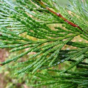 Photographie n°684756 du taxon Calocedrus decurrens (Torr.) Florin