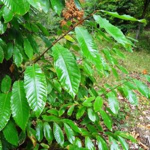 Photographie n°684766 du taxon Castanea sativa Mill. [1768]