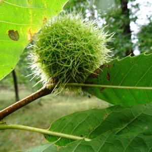 Photographie n°684777 du taxon Castanea sativa Mill. [1768]