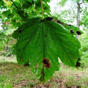Photographie n°684779 du taxon Acer opalus Mill.