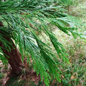 Photographie n°684788 du taxon Calocedrus decurrens (Torr.) Florin