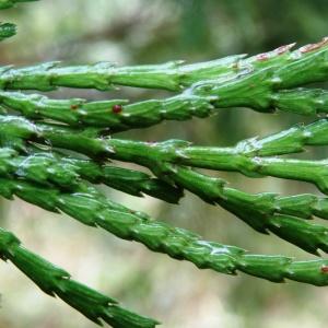 Photographie n°684789 du taxon Calocedrus decurrens (Torr.) Florin