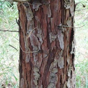 Photographie n°684790 du taxon Calocedrus decurrens (Torr.) Florin