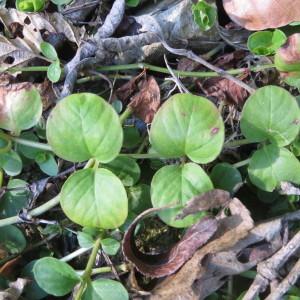 Photographie n°684839 du taxon Lysimachia nummularia L. [1753]