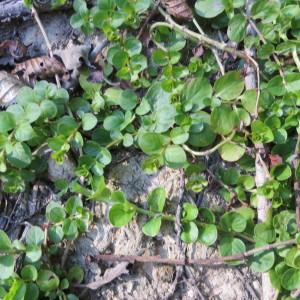 Photographie n°684841 du taxon Lysimachia nummularia L. [1753]
