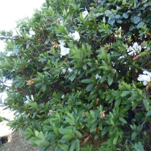 Photographie n°685270 du taxon Rhododendron simsii Planch. [1853]