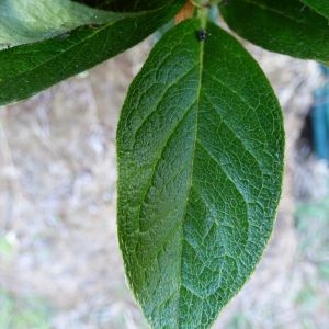 Photographie n°685274 du taxon Rhododendron simsii Planch. [1853]