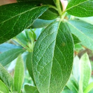 Photographie n°685278 du taxon Rhododendron simsii Planch. [1853]