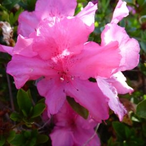 Photographie n°685296 du taxon Rhododendron simsii Planch. [1853]