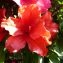 Hugo Santacreu - Rhododendron simsii Planch. [1853]