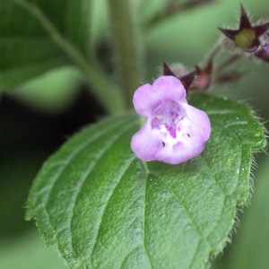 Photographie n°685417 du taxon Clinopodium nepeta (L.) Kuntze [1891]