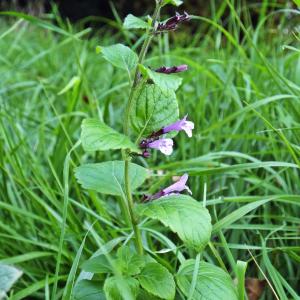 Photographie n°685418 du taxon Clinopodium nepeta (L.) Kuntze [1891]