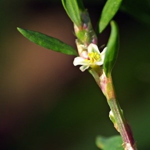 Photographie n°685732 du taxon Polygonum aviculare L. [1753]