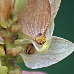 Photographie n°685735 du taxon Humulus lupulus L. [1753]