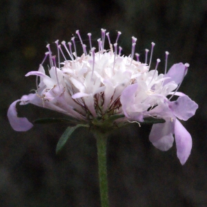 Photographie n°685811 du taxon Scabiosa atropurpurea var. maritima (L.) Fiori [1903]