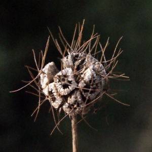 Photographie n°685820 du taxon Scabiosa atropurpurea var. maritima (L.) Fiori [1903]