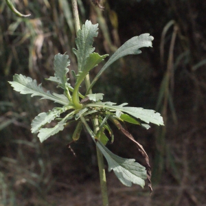 Photographie n°685824 du taxon Scabiosa atropurpurea var. maritima (L.) Fiori [1903]