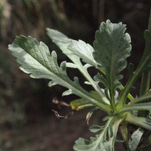 Photographie n°685827 du taxon Scabiosa atropurpurea var. maritima (L.) Fiori [1903]