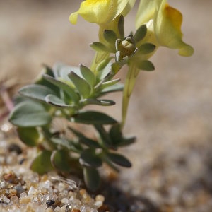 Photographie n°685939 du taxon Linaria thymifolia DC. [1805]