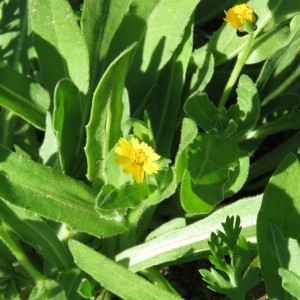 Photographie n°685965 du taxon Calendula arvensis subsp. arvensis 