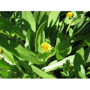 Calendula arvensis L. subsp. arvensis (Souci des champs)