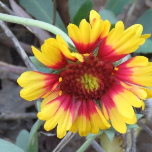 Photographie n°685968 du taxon Gaillardia x grandiflora Van Houtte [1857]