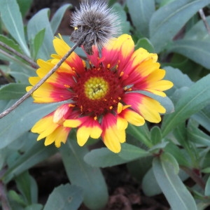 Photographie n°685969 du taxon Gaillardia x grandiflora Van Houtte [1857]