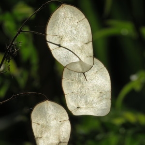 Photographie n°685972 du taxon Lunaria annua L. [1753]