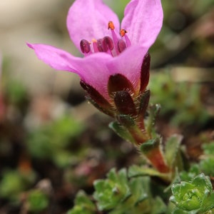 Photographie n°685991 du taxon Saxifraga oppositifolia L. [1753]