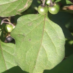 Photographie n°686028 du taxon Solanum nigrum L. [1753]