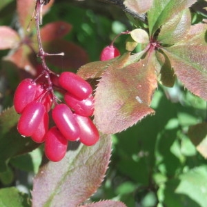 Photographie n°686033 du taxon Berberis vulgaris L. [1753]