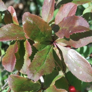 Photographie n°686034 du taxon Berberis vulgaris L. [1753]