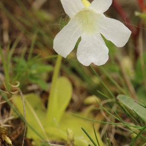 Pinguicula grandiflora f. chionopetra Nelson