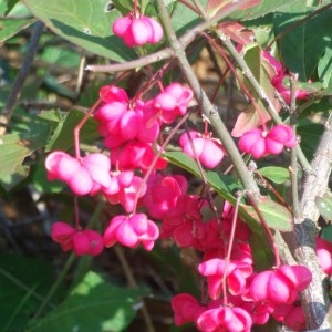 Photographie n°686054 du taxon Euonymus europaeus L. [1753]