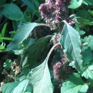 Photographie n°686059 du taxon Amaranthus retroflexus L. [1753]