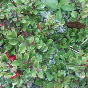 Photographie n°686063 du taxon Cotoneaster horizontalis Decne. [1879]