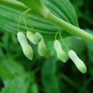 Photographie n°686121 du taxon Polygonatum multiflorum (L.) All.