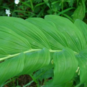 Photographie n°686122 du taxon Polygonatum multiflorum (L.) All.