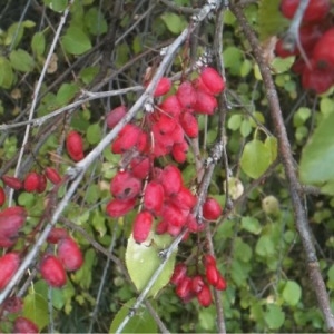 Photographie n°686138 du taxon Berberis vulgaris L. [1753]