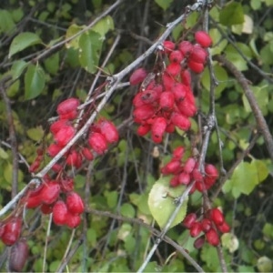 Photographie n°686139 du taxon Berberis vulgaris L. [1753]