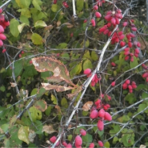 Photographie n°686140 du taxon Berberis vulgaris L. [1753]