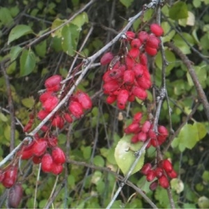 Photographie n°686141 du taxon Berberis vulgaris L. [1753]