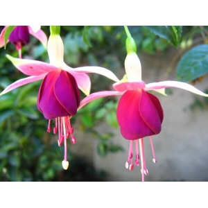 Fuchsia magellanica var. globosa (Lindl.) L.H.Bailey